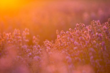 Gün batımında lavanta tarlası. Altın ışıkla donatılmış arka plan. Mor lavanta.