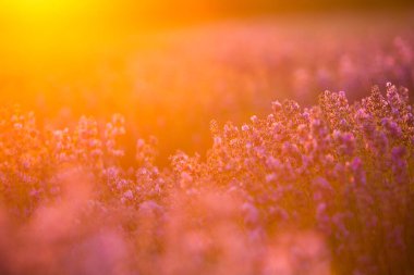 Gün batımında lavanta tarlası. Altın ışıkla donatılmış arka plan. Mor lavanta.