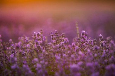 Gün batımında lavanta tarlası. Altın ışıkla donatılmış arka plan. Mor lavanta.