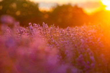 Gün batımında lavanta tarlası. Altın ışıkla donatılmış arka plan. Mor lavanta.