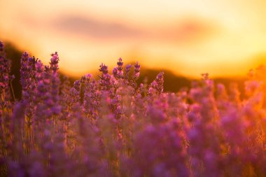 Gün batımında lavanta tarlası. Altın ışıkla donatılmış arka plan. Mor lavanta.