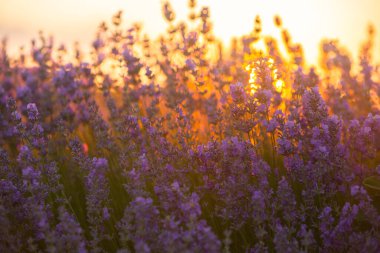 Gün batımında lavanta tarlası. Altın ışıkla donatılmış arka plan. Mor lavanta.