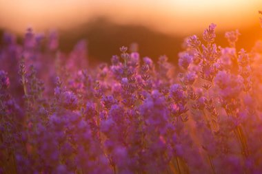 Gün batımında lavanta tarlası. Altın ışıkla donatılmış arka plan. Mor lavanta.
