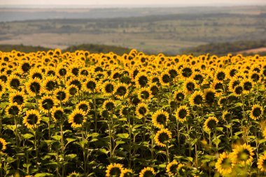 Güneş ışığında güzel bir ayçiçeği tarlası. Moldova Cumhuriyeti 'nde tarım hayatı