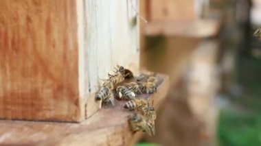 Arılarla kırsaldaki bir arı kovanında çalışan bir video..