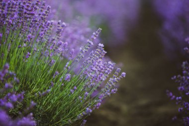 Provence dağlarındaki lavanta tarlalarında çiçekler. Çiçekli lavantalı panoramik manzara. Mor arkaplan.