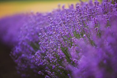 Provence dağlarındaki lavanta tarlalarında çiçekler. Çiçekli lavantalı panoramik manzara. Mor arkaplan.