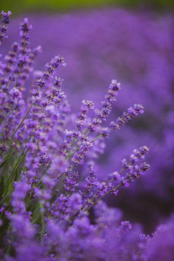 Provence dağlarındaki lavanta tarlalarında çiçekler. Çiçekli lavantalı panoramik manzara. Mor arkaplan.
