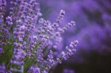 Provence dağlarındaki lavanta tarlalarında çiçekler. Çiçekli lavantalı panoramik manzara. Mor arkaplan.