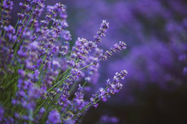 Provence dağlarındaki lavanta tarlalarında çiçekler. Çiçekli lavantalı panoramik manzara. Mor arkaplan.