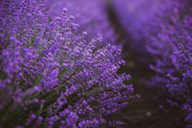 Provence dağlarındaki lavanta tarlalarında çiçekler. Çiçekli lavantalı panoramik manzara. Mor arkaplan.