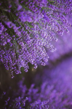 Provence dağlarındaki lavanta tarlalarında çiçekler. Çiçekli lavantalı panoramik manzara. Mor arkaplan.