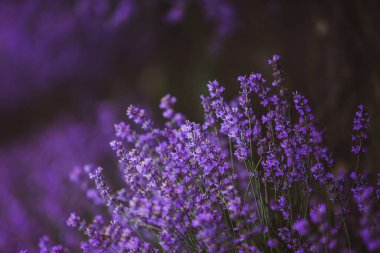Provence dağlarındaki lavanta tarlalarında çiçekler. Çiçekli lavantalı panoramik manzara. Mor arkaplan.