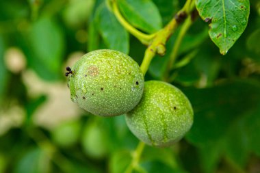 Yağmurdan sonra bir ağaçta taze yeşil ceviz yetişir. Ceviz ağacı hasat edilmeyi bekliyor. Olgun fındık.