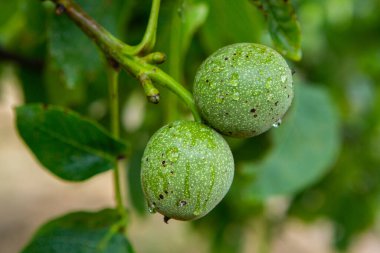 Yağmurdan sonra bir ağaçta taze yeşil ceviz yetişir. Ceviz ağacı hasat edilmeyi bekliyor. Olgun fındık.