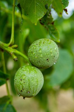 Yağmurdan sonra bir ağaçta taze yeşil ceviz yetişir. Ceviz ağacı hasat edilmeyi bekliyor. Olgun fındık.