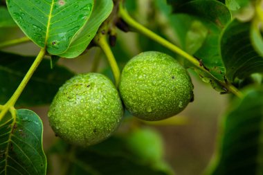 Yağmurdan sonra bir ağaçta taze yeşil ceviz yetişir. Ceviz ağacı hasat edilmeyi bekliyor. Olgun fındık.