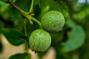 Yağmurdan sonra bir ağaçta taze yeşil ceviz yetişir. Ceviz ağacı hasat edilmeyi bekliyor. Olgun fındık.