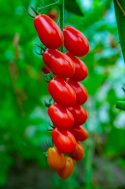 Seradaki bir dalda kırmızı domatesler. Sebze yetiştirmek için çiftlik. Eko plantasyonu.