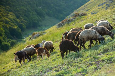 Romanya 'nın Karpat Dağları' nda otlayan dağ keçileri. Mutlu keçi dik kayalıklarda koşar.