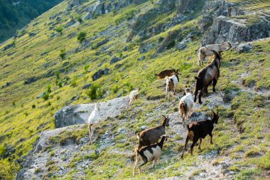 Romanya 'nın Karpat Dağları' nda otlayan dağ keçileri. Mutlu keçi dik kayalıklarda koşar.