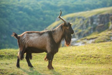 Romanya 'nın Karpat Dağları' nda otlayan dağ keçileri. Mutlu keçi dik kayalıklarda koşar.