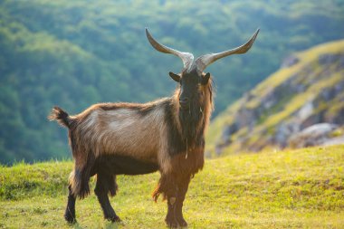Romanya 'nın Karpat Dağları' nda otlayan dağ keçileri. Mutlu keçi dik kayalıklarda koşar.