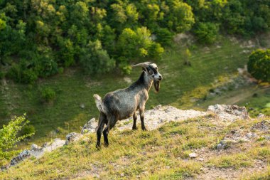 Romanya 'nın Karpat Dağları' nda otlayan dağ keçileri. Mutlu keçi dik kayalıklarda koşar.