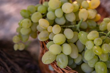 Tahta bir arka planda sepette bir demet beyaz üzüm..