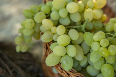 Tahta bir arka planda sepette bir demet beyaz üzüm..