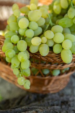 Tahta bir arka planda sepette bir demet beyaz üzüm..