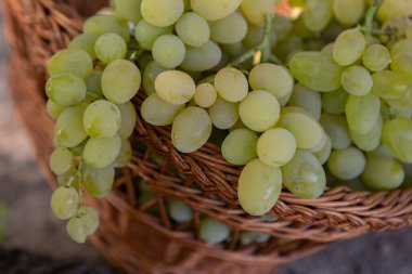 Tahta bir arka planda sepette bir demet beyaz üzüm..