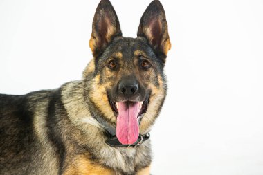 Beyaz arka planda Alman çoban köpeği, yakın plan portresi..