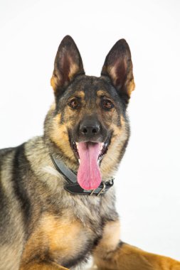 Beyaz arka planda Alman çoban köpeği, yakın plan portresi..