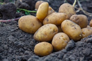 Toprakta patates var. Tarlada patates topluyorum..