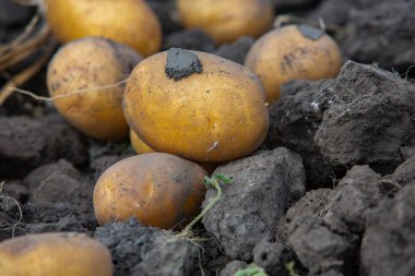 Toprakta patates var. Tarlada patates topluyorum..