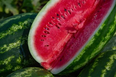 Tarlada yeşil karpuzlar, fotoğraflara yakın çekim..