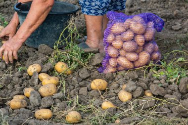 Peru 'da patates topluyorum. Çiftçi Peru And Dağları 'ndan yerli patates seçiyor..