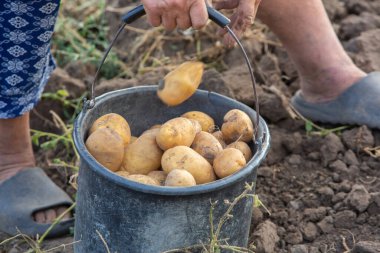 Peru 'da patates topluyorum. Çiftçi Peru And Dağları 'ndan yerli patates seçiyor..
