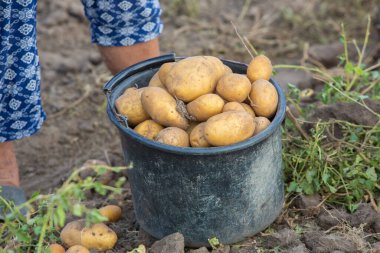 Peru 'da patates topluyorum. Çiftçi Peru And Dağları 'ndan yerli patates seçiyor..