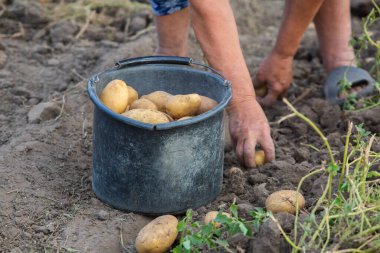Peru 'da patates topluyorum. Çiftçi Peru And Dağları 'ndan yerli patates seçiyor..