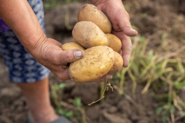 Peru 'da patates topluyorum. Çiftçi Peru And Dağları 'ndan yerli patates seçiyor..