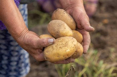 Peru 'da patates topluyorum. Çiftçi Peru And Dağları 'ndan yerli patates seçiyor..