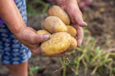 Peru 'da patates topluyorum. Çiftçi Peru And Dağları 'ndan yerli patates seçiyor..