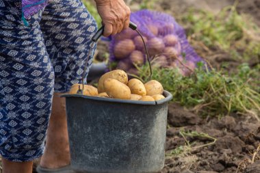 Peru 'da patates topluyorum. Çiftçi Peru And Dağları 'ndan yerli patates seçiyor..