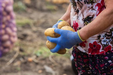 Peru 'da patates topluyorum. Çiftçi Peru And Dağları 'ndan yerli patates seçiyor..