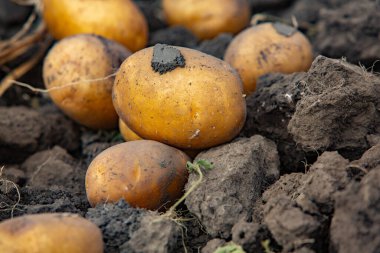 Peru 'da patates topluyorum. Çiftçi Peru And Dağları 'ndan yerli patates seçiyor..