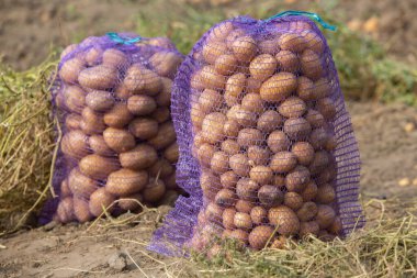 Peru 'da patates topluyorum. Çiftçi Peru And Dağları 'ndan yerli patates seçiyor..