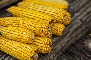 Kırsal alanda kurutulmuş mısır hasadı. Sarı mısır koçanı arka plan veya doku. Mısır sebze deseni.