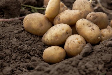 Toprakta patates var. Tarlada patates topluyorum..